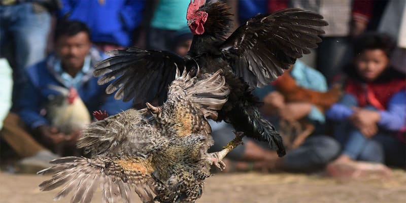 Phương pháp đọc vị chiến kê siêu chuẩn