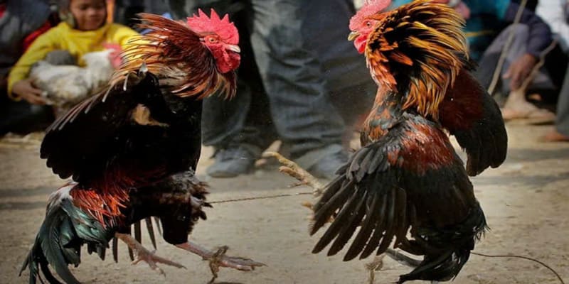 Vảy gà Tam Tài biểu tượng của sự may mắn