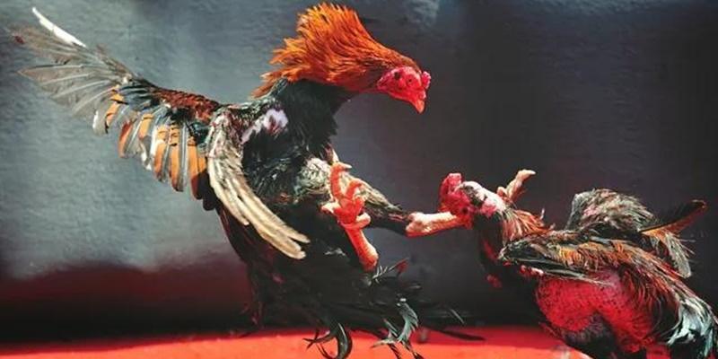Tại sao nên tham gia cá cược đá gà qua mạng tại Bet88 uy tín