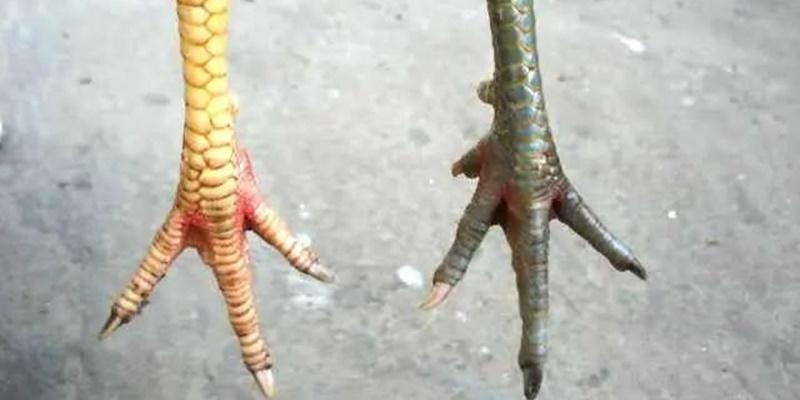 Lưu ý quan trọng cho sư kê khi muốn tìm vảy gà Liên Châu