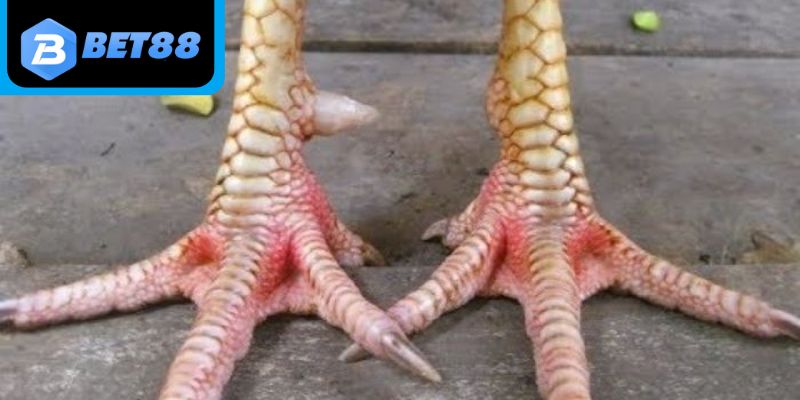 Sử dụng gà có vảy Song Cúc trong đào tạo chiến kê