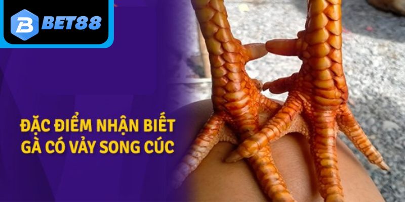 Điểm qua các đặc điểm của gà có vảy Song Cúc