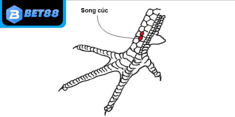 Khái niệm vảy gà Song Cúc cho người chơi mới
